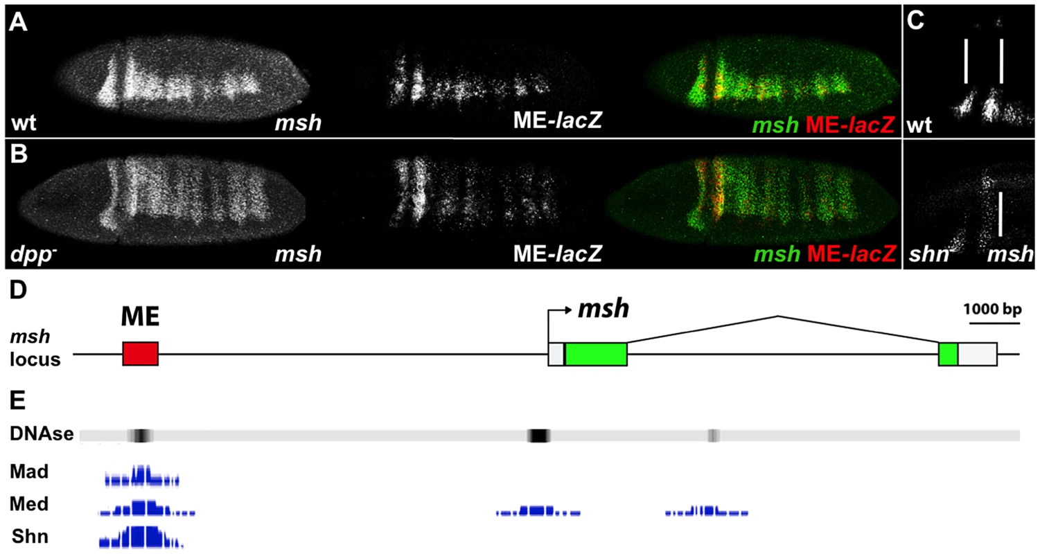 The <i>msh</i> CRM responds to BMPs.