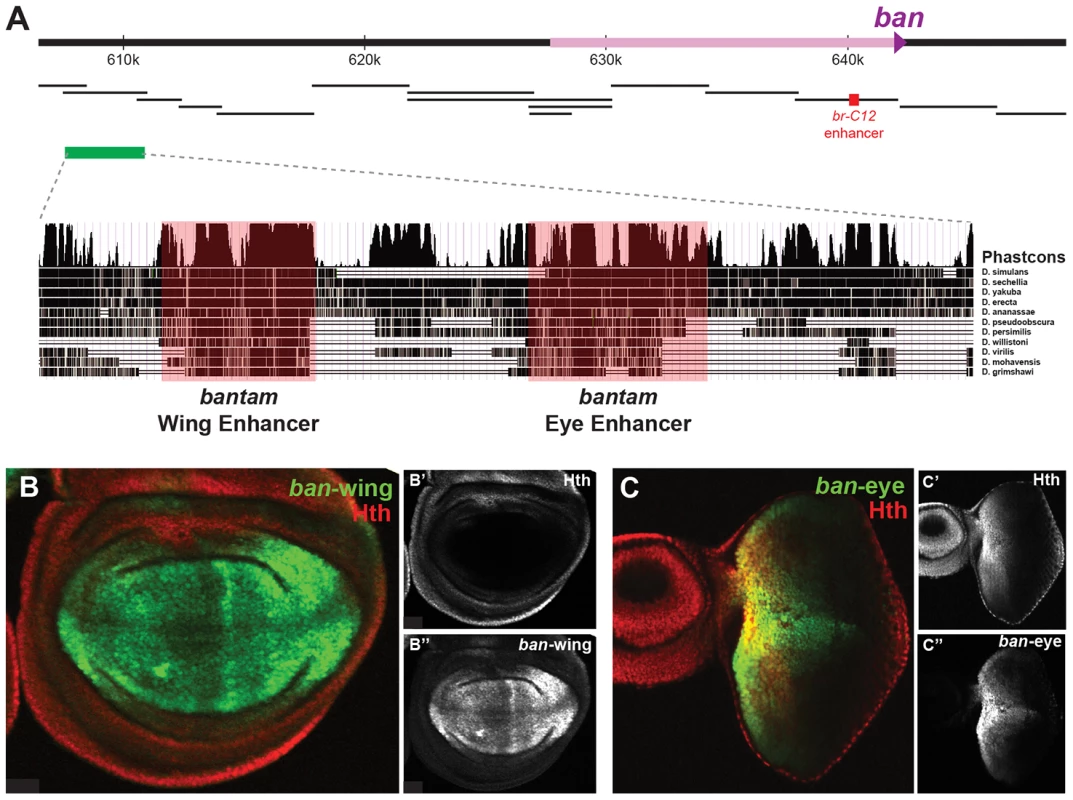 <i>bantam</i> eye and wing enhancers.