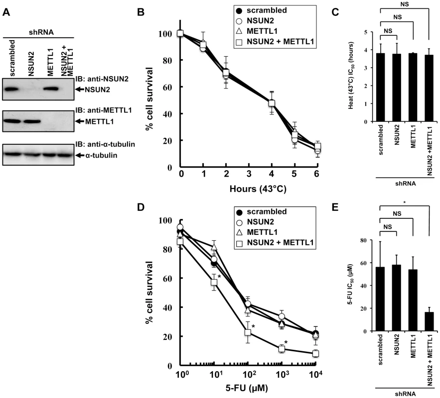 Effects of decreased NSUN2 and METTL1 expression on 5-FU-treatment and heat stress and 5-FU.