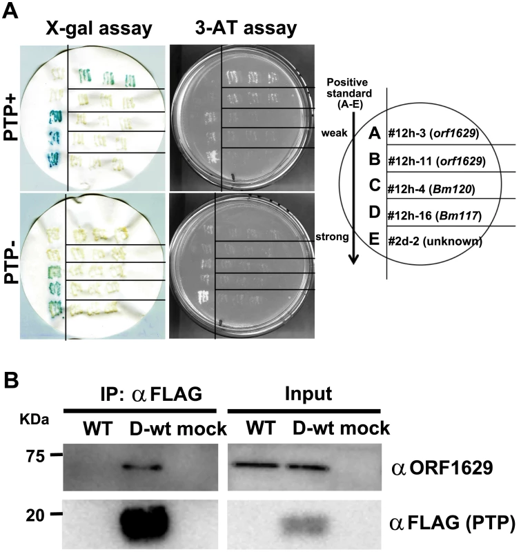PTP interacts with ORF1629 in BmNPV-infected cells.