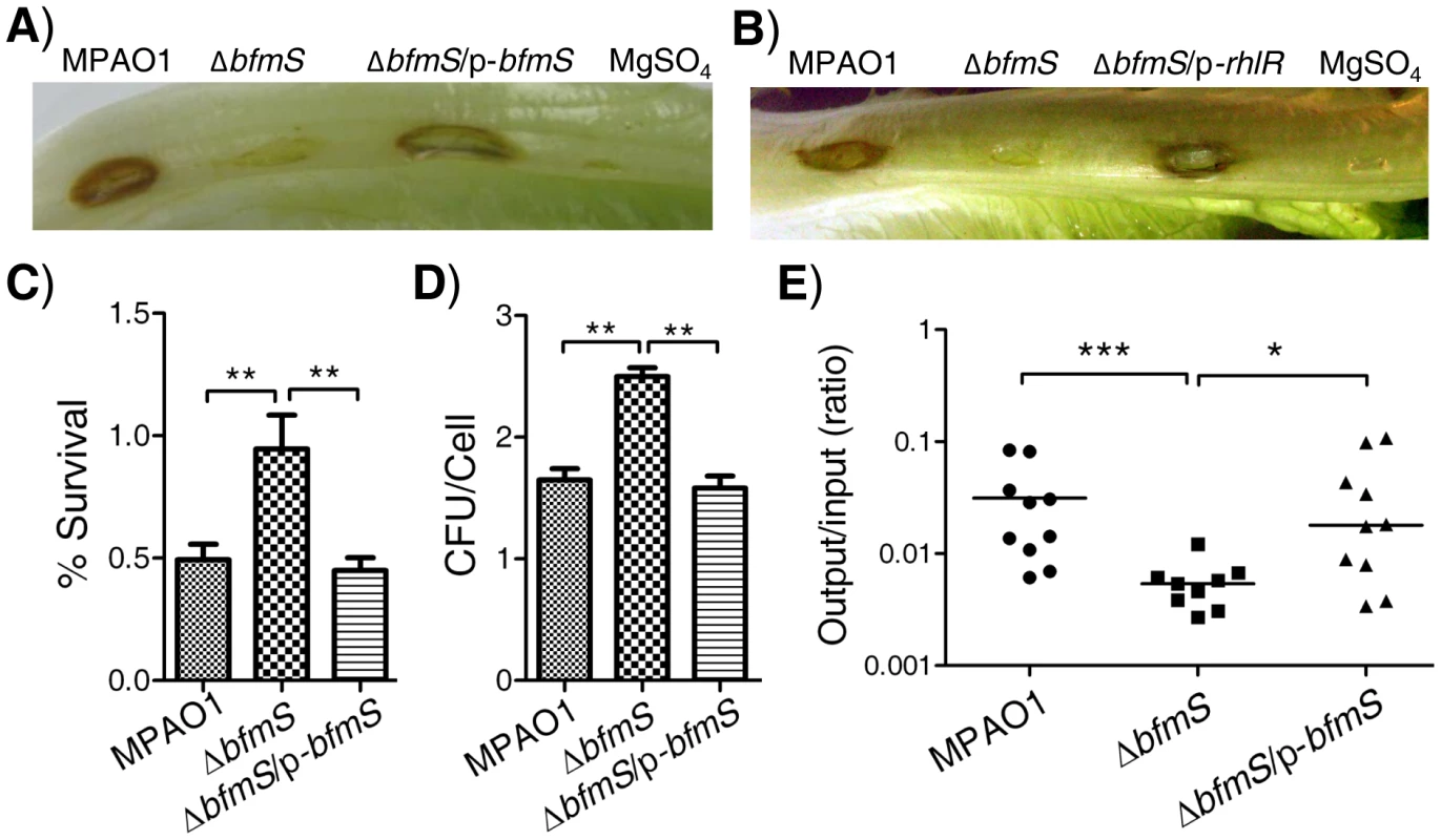Effect of <i>bfmS</i> deletion on bacterial virulence and the ability of <i>P. aeruginosa</i> to adapt to the host.