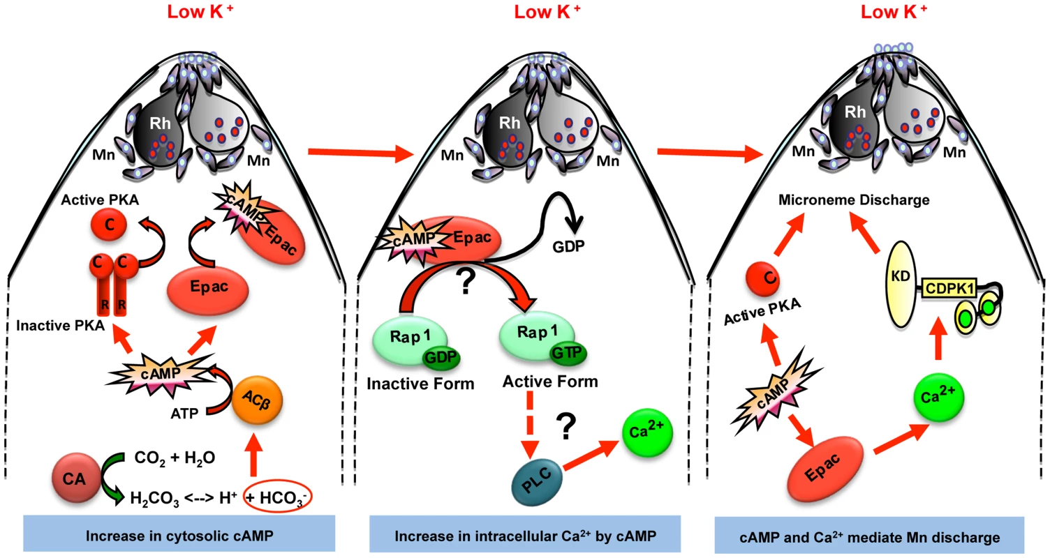 Model for cAMP and Ca<sup>2+</sup> mediated signaling pathways that regulate microneme secretion in <i>P falciparum</i> merozoites.