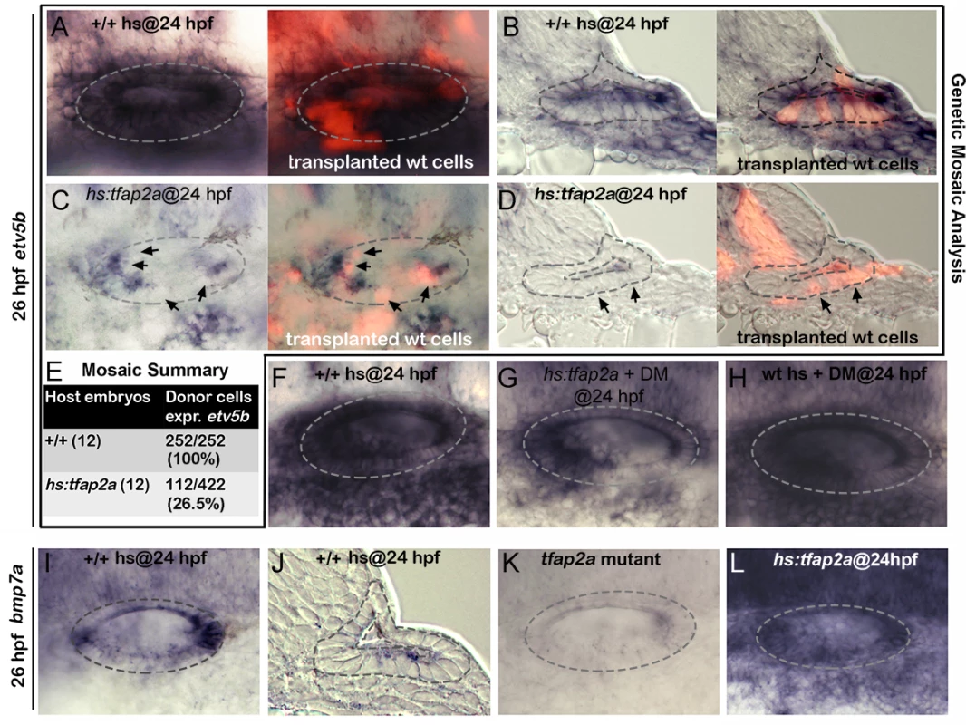 Tfap2a regulates SAG development non-autonomously.