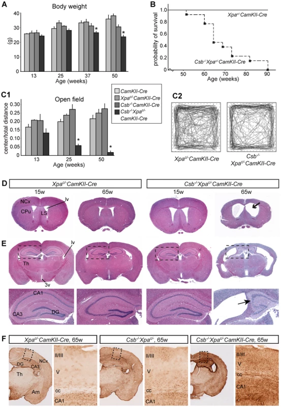 Reduced lifespan, age-dependent behavioral abnormalities, and brain atrophy in forebrain neuron-specific knockout of <i>Xpa</i> in <i>Csb<sup>−/−</sup></i> mice.