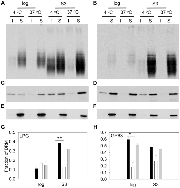 <i>C14dm</i><sup>−</sup> mutants show reduced LPG and GP63 levels in the detergent resistant membrane (DRM) fractions.