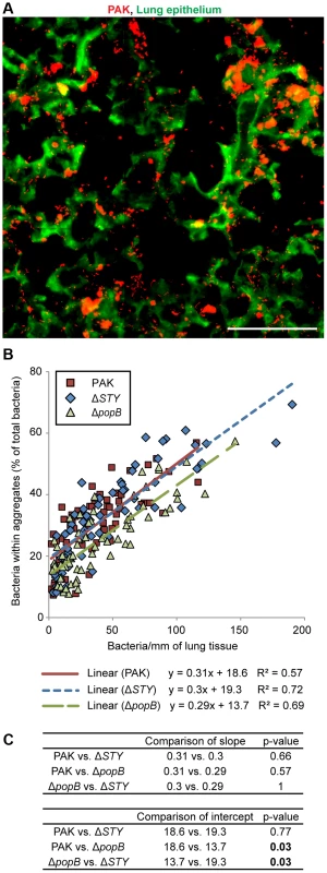Bacterial aggregation in mouse pneumonia requires the T3SS translocon but does not require T3SS effectors.