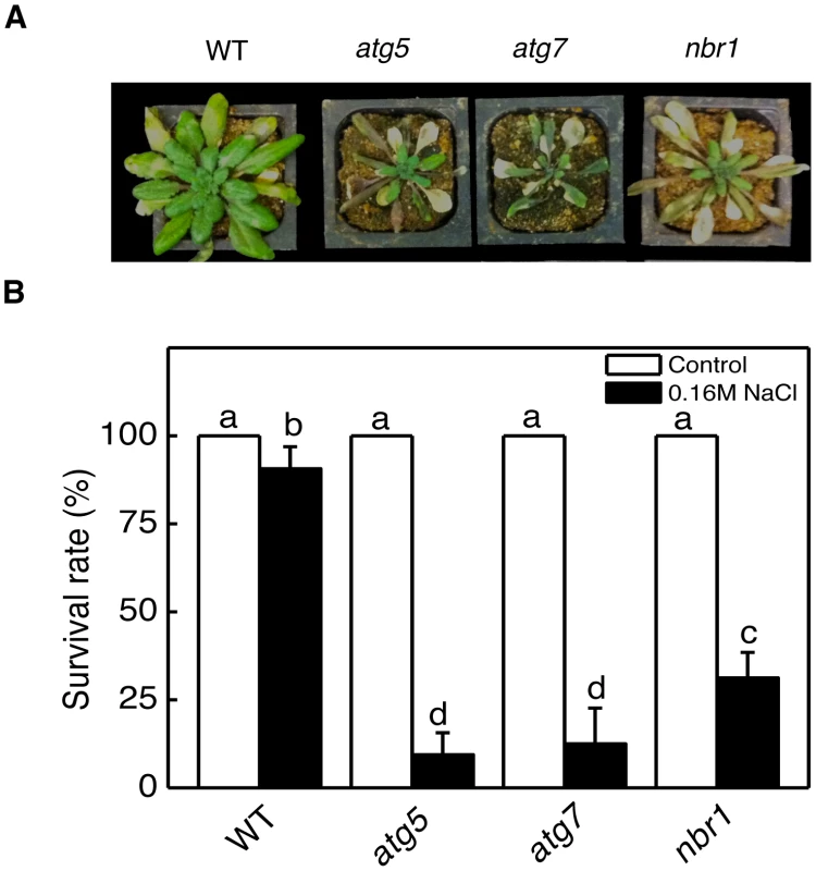Enhanced sensitivity of <i>atg5</i>, <i>atg7</i>, and <i>nbr1</i> mutants to drought and salt stresses.