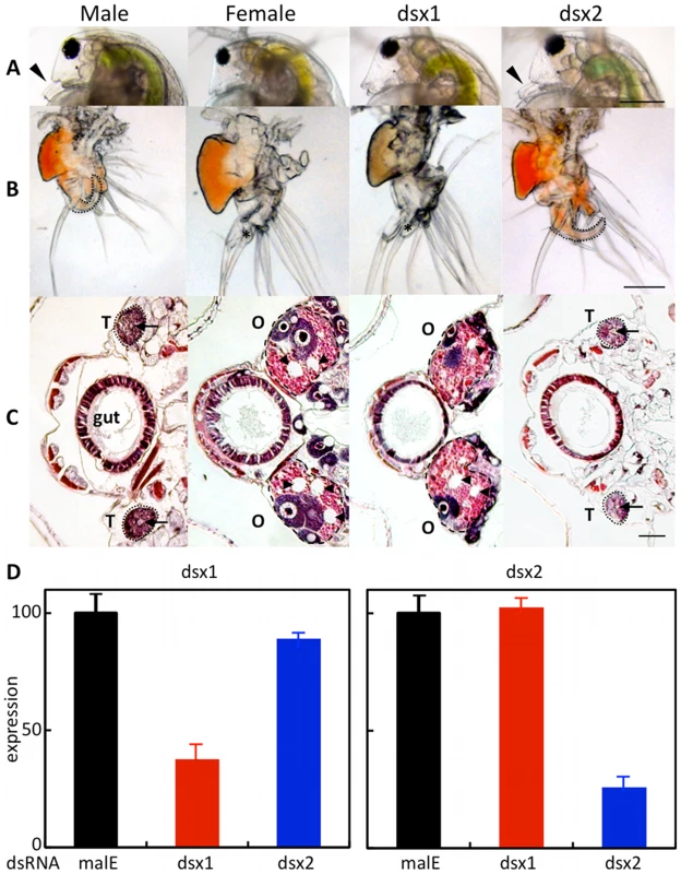 Dimorphic development of <i>Daphnia magna</i>.