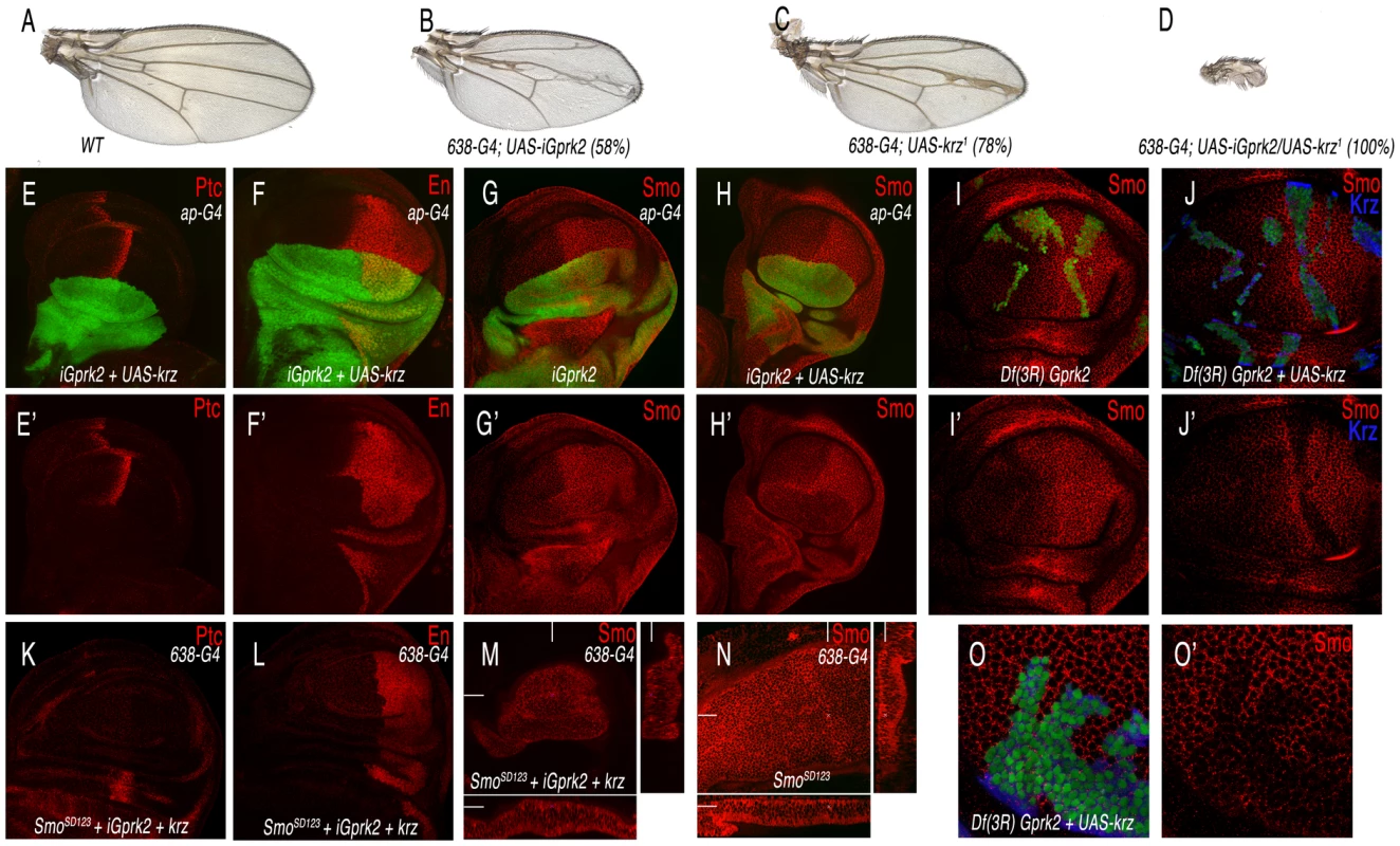 Interactions between Gprk2 and Krz in Smo signalling.