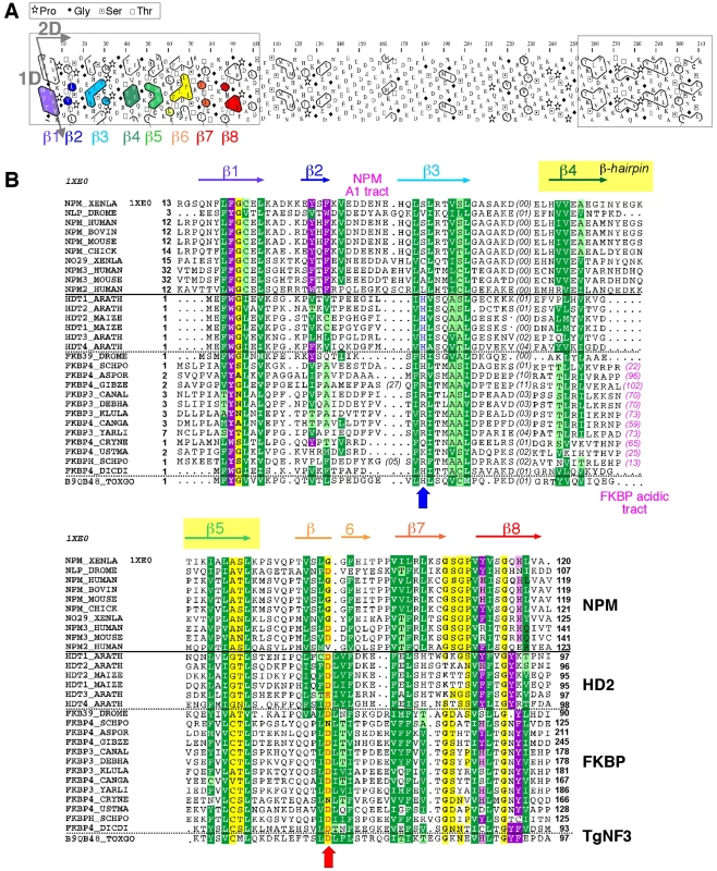 Analysis of the TgNF3 sequence, a member of the HD2/FKBP/NPM superfamily.
