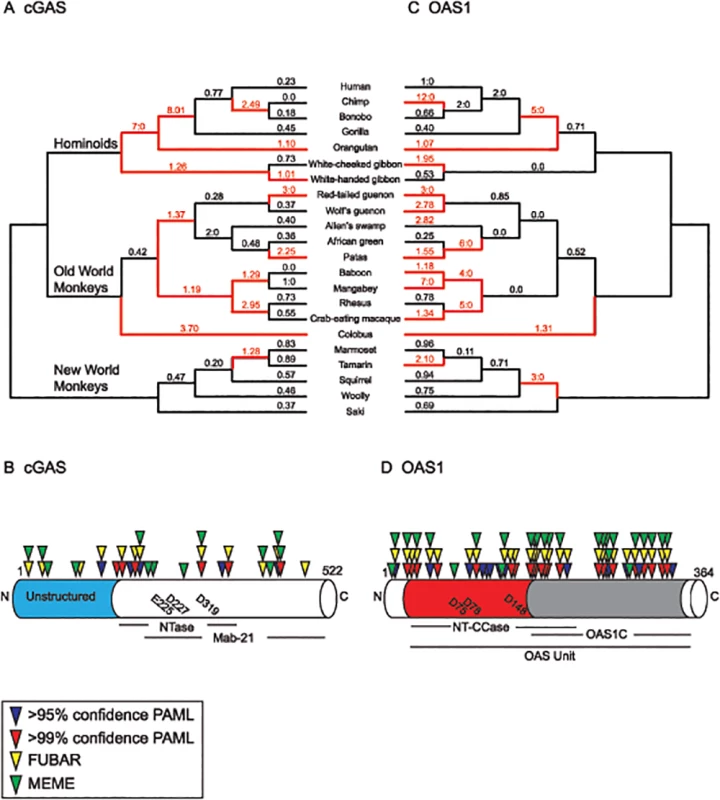 Widespread signatures of positive selection for cGAS and OAS1 across the primate lineage.