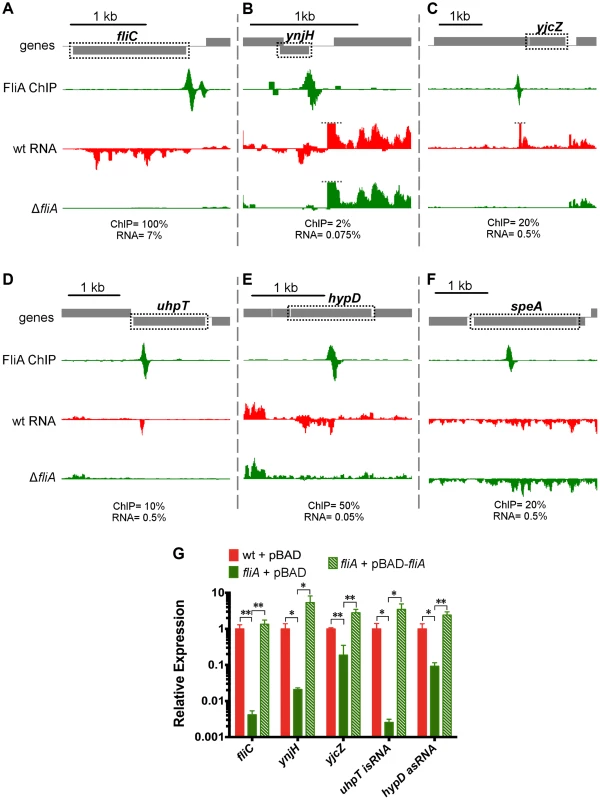 FliA binding and regulation at known and novel targets.