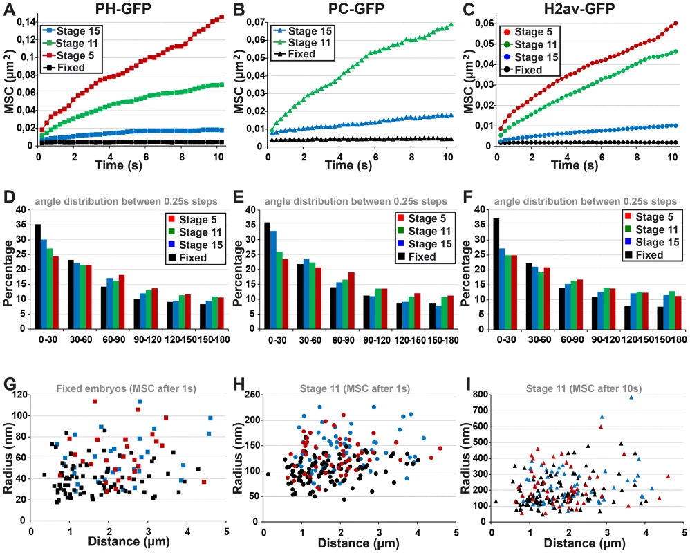 The fast local motion of PC bodies is less constrained than that of chromatin domains.