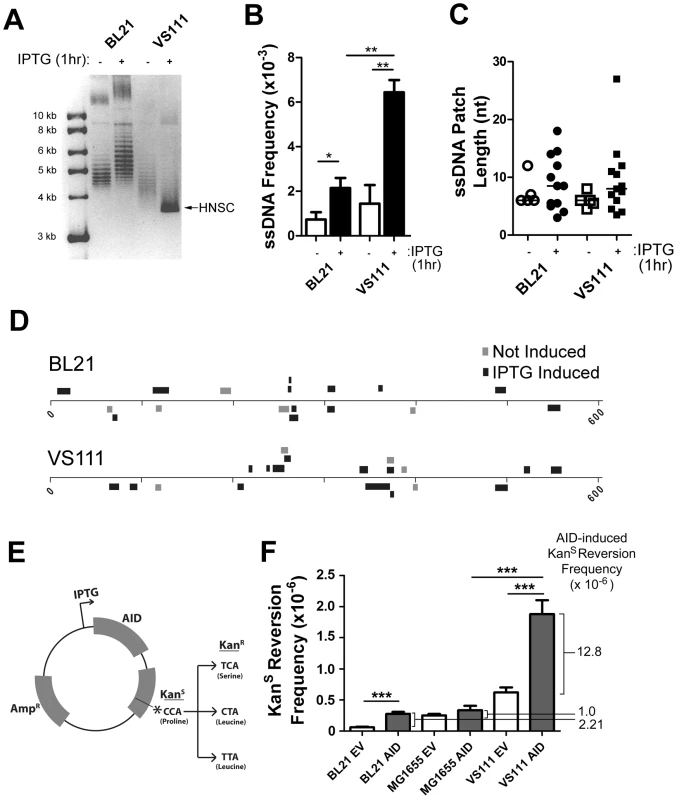 ssDNA Patch Formation and Negative Supercoiling in <i>E. coli</i>: Wild-Type BL21(DE3) versus TopA Deficient VS111(DE3).