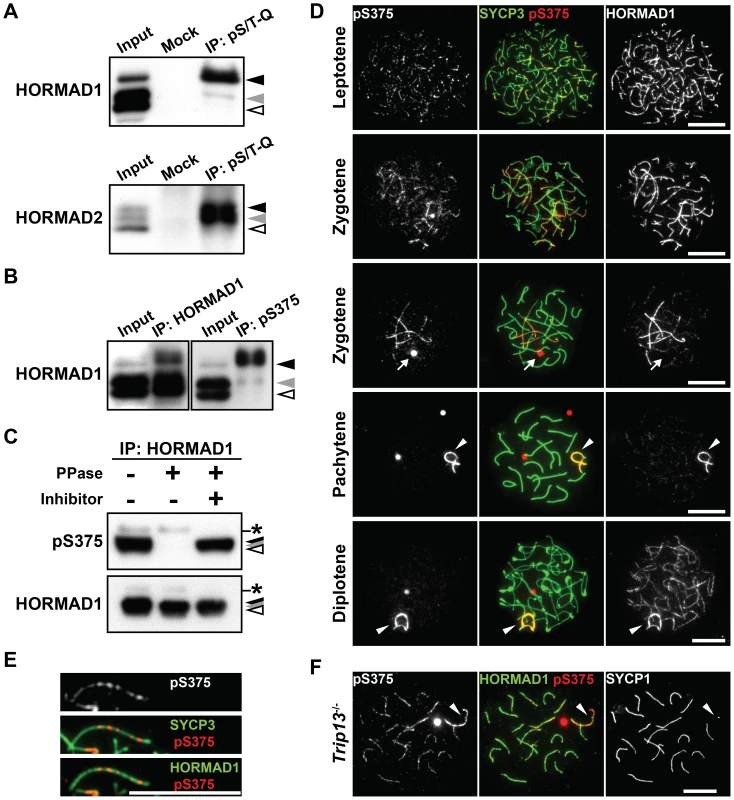 HORMAD1 is phosphorylated at Ser<sup>375</sup> on unsynapsed chromosomes.