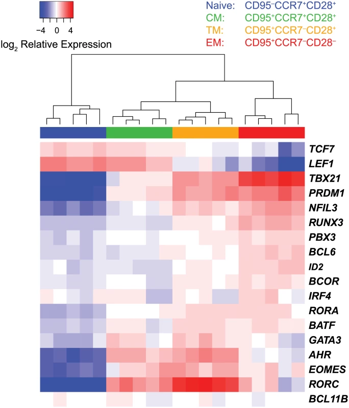 Segregation of sorted CD8<sup>+</sup> T cell subsets by unsupervised hierarchical clustering.