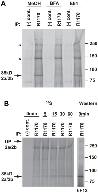 Processing of the 85 kDa fragment is brefeldin A-sensitive.