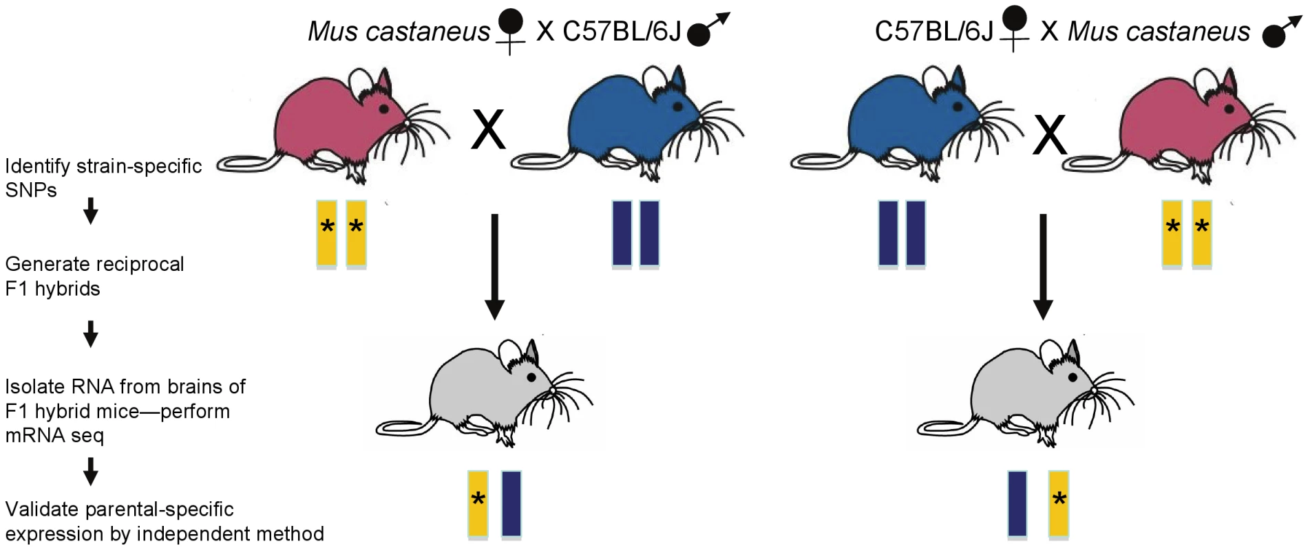 Strategy for the generation and analysis of RNA from F1 hybrid mice.