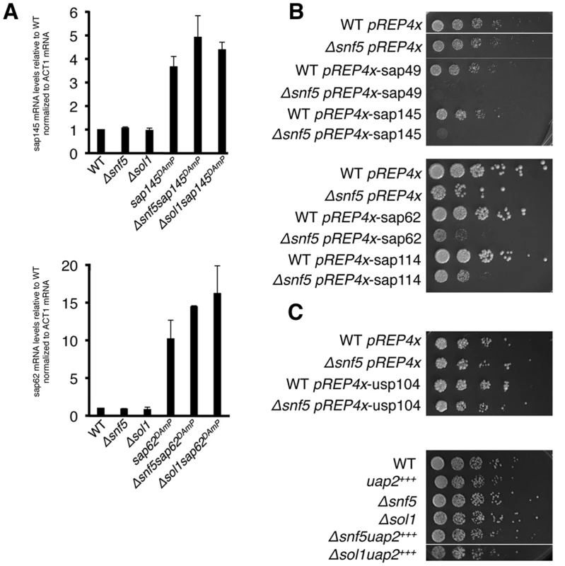 Overexpression of sap145 and sap62 is synthetic sick with SWI/SNF.