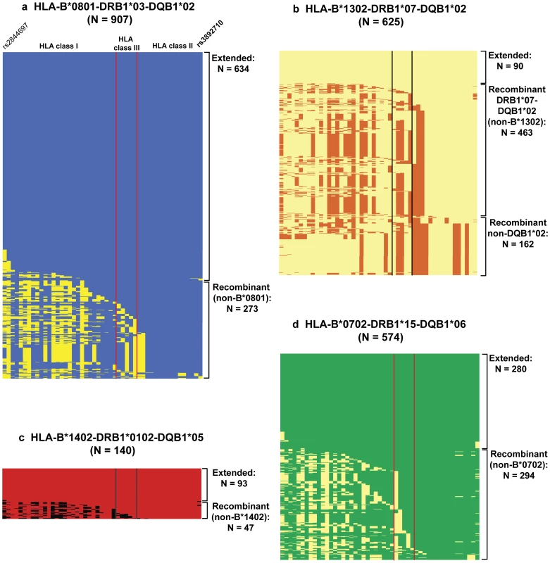 Representation of the haplotypes carrying the <i>HLA-DRB1</i> alleles most associated with IgAD.