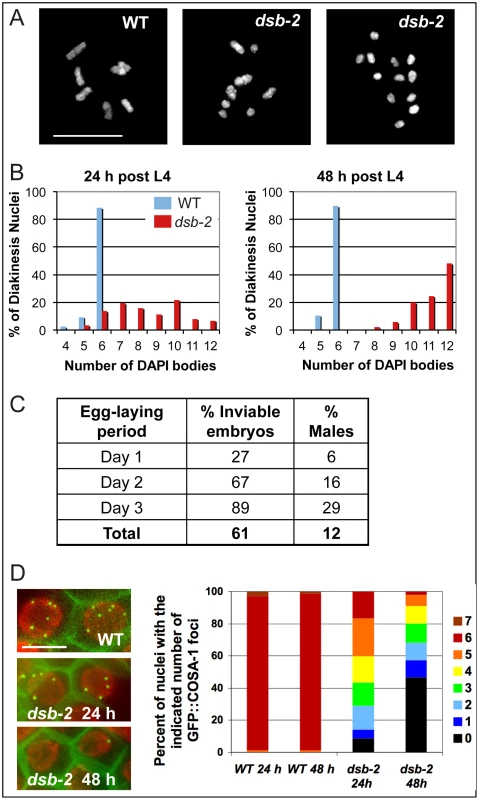<i>dsb-2</i> mutant worms exhibit a defect in CO/chiasma formation that worsens with age.