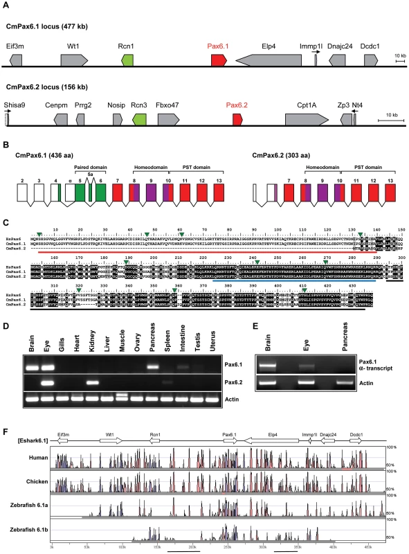 The elephant shark genome contains two <i>Pax6</i> genes.
