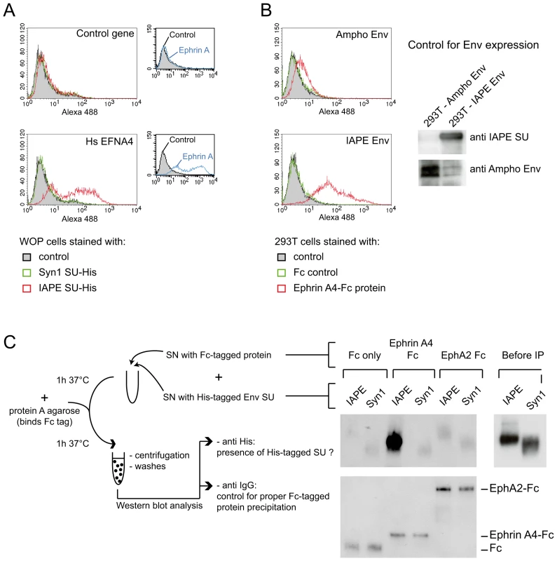 Ephrin A4 is a bona fide receptor for the IAPE Env.