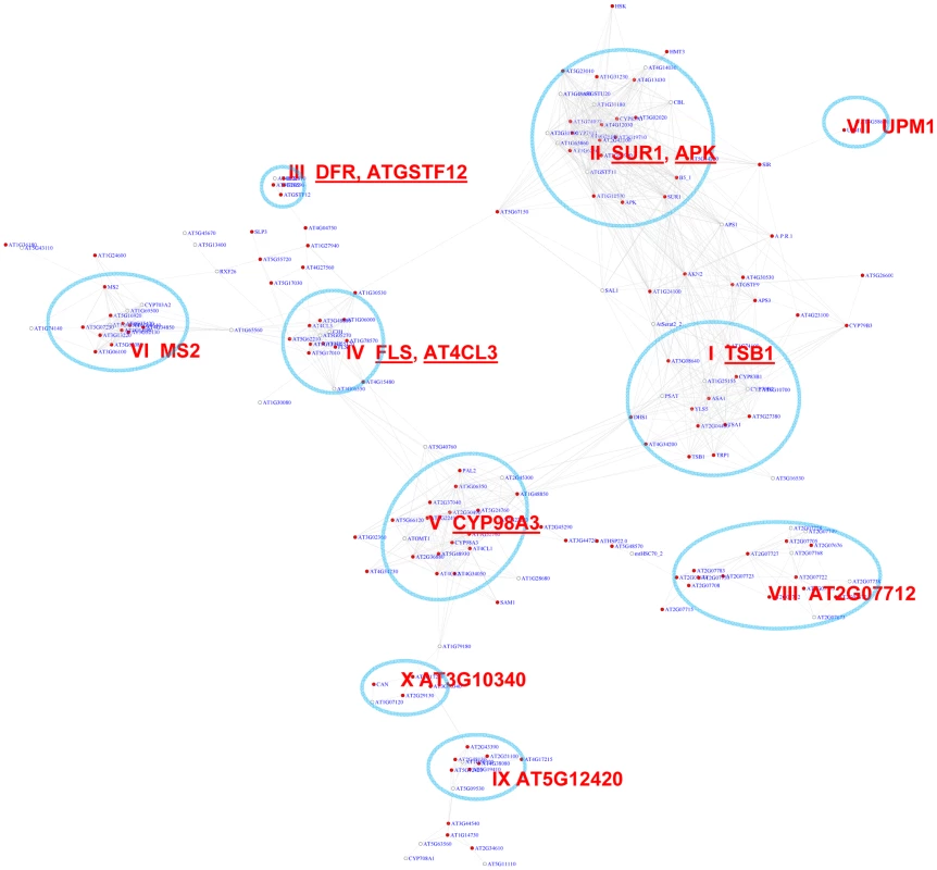A sub-network for the MYB motifs based on motif enrichment analysis.