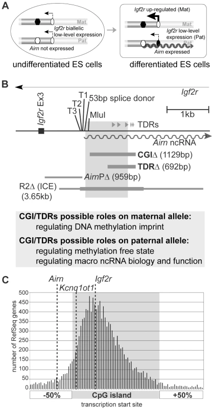 CpG islands lie upstream and downstream of the transcription start site.