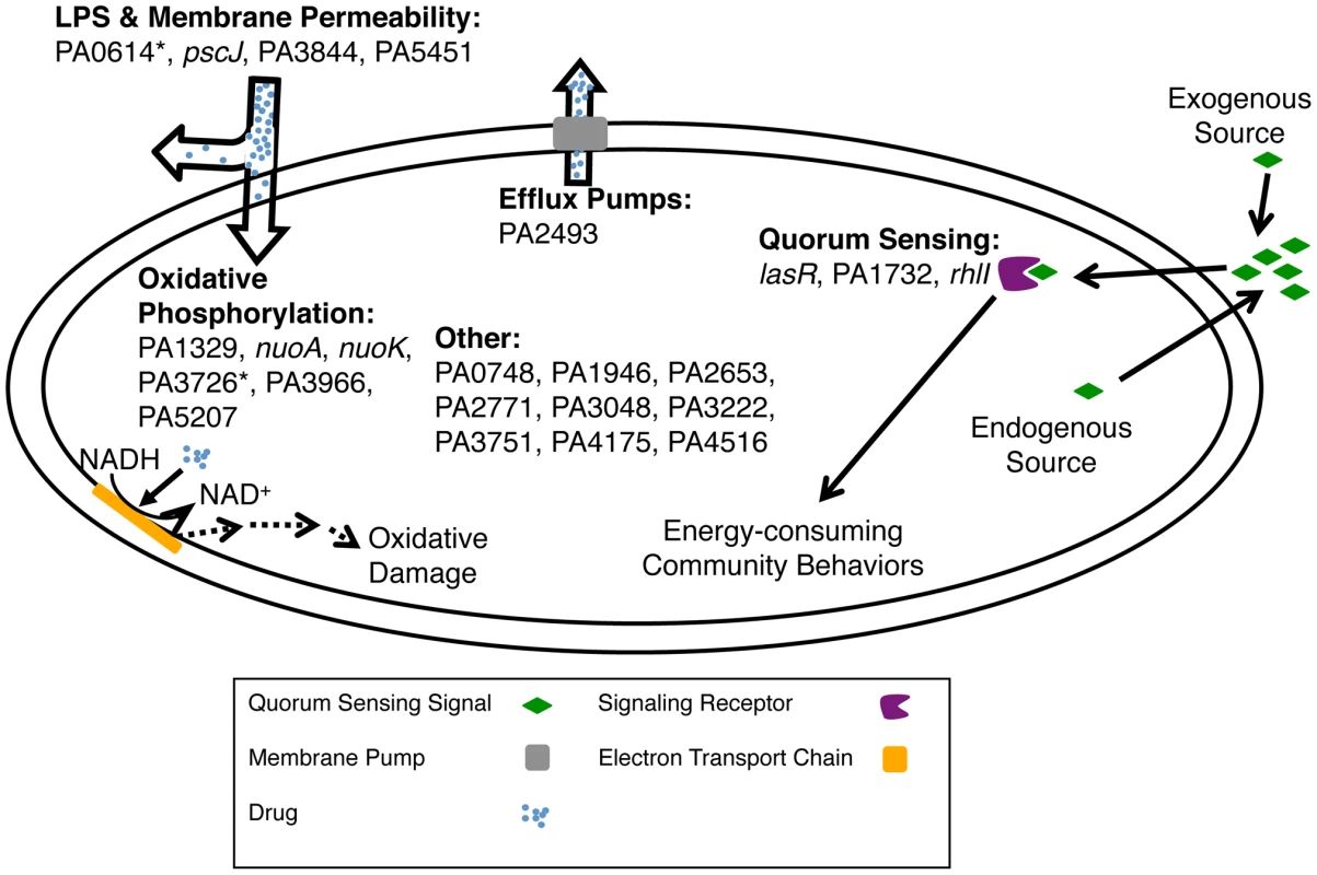 Mechanisms for altering biofilm-mediated antibiotic tolerance.