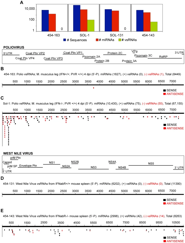 vsRNAs are abundant in infected hosts that do not have a functional Interferon-αβ Receptor.