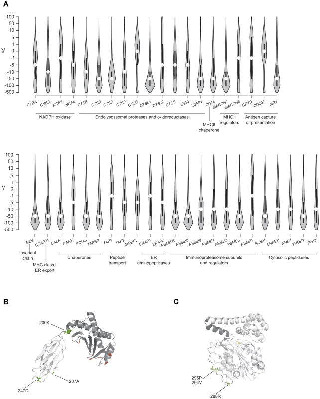 Analysis of selective pressure in the human lineage for APP genes.