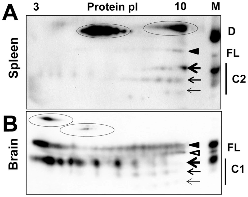 2D analysis of brain- and spleen-derived PrP<sup>C</sup>.