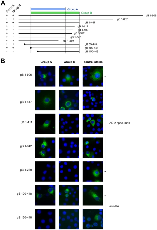 Antibody recognition of gB deletion mutants.