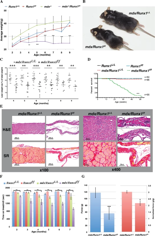 Loss of Runx1 in <i>mdx</i> mice decreases muscle mass, muscle strength and lifespan.