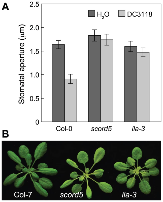 Stomatal closure response in the <i>ila-3</i> mutant.