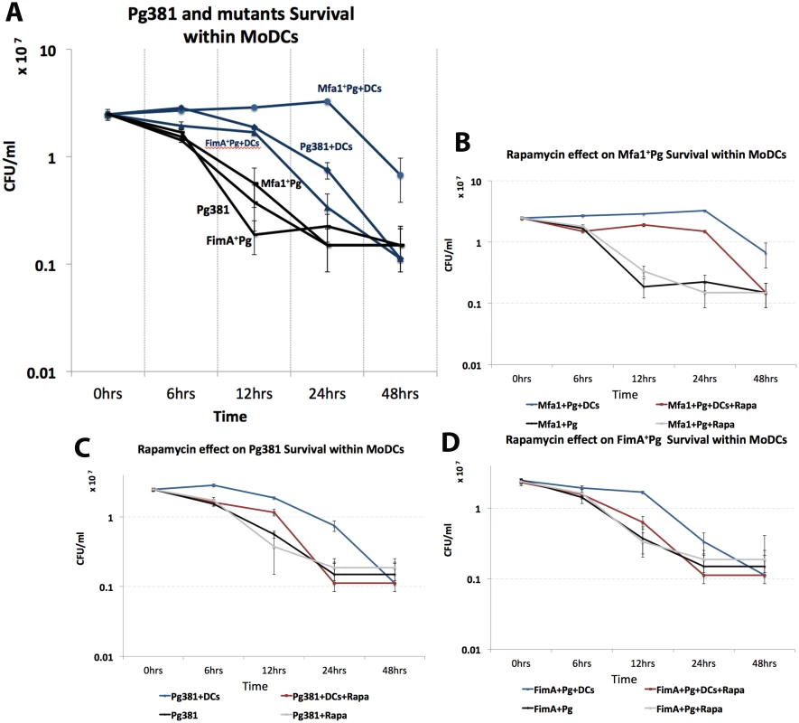 Induction of autophagy impairs the survival of Mfa1<sup>+</sup>Pg strain within MoDCs.