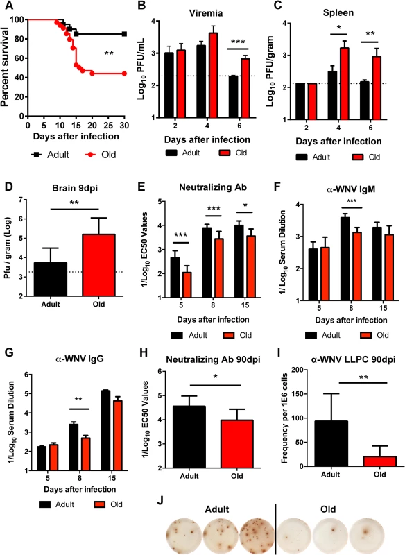 Survival rate, viral burden, and B cell responses after WNV infection.
