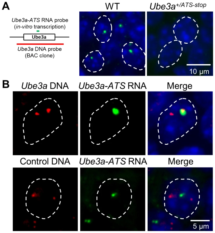 <i>Ube3a-ATS</i> localizes to its transcription site in the nucleus.