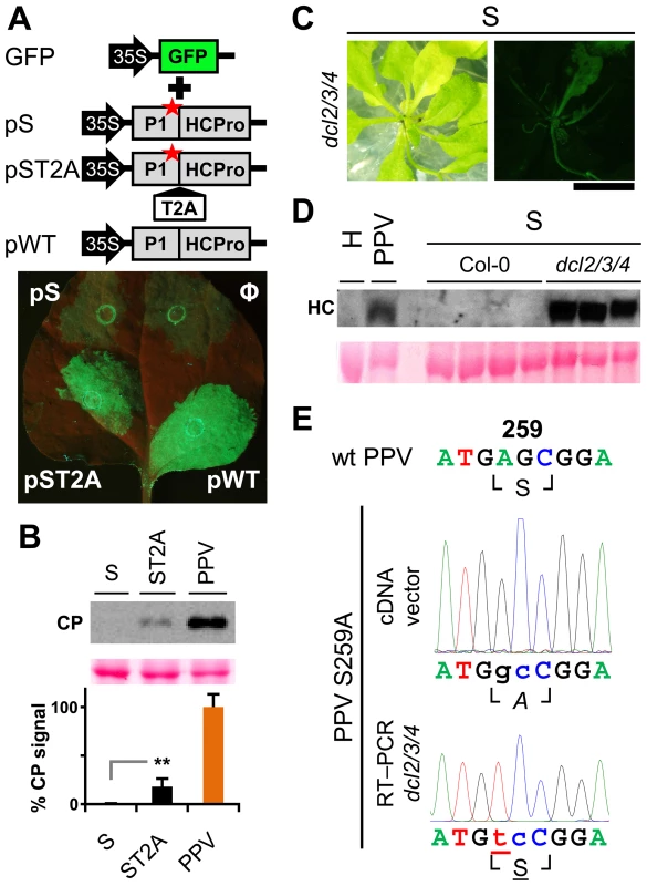 RNA silencing suppression is impaired by the lack of separation between P1 and HCPro.
