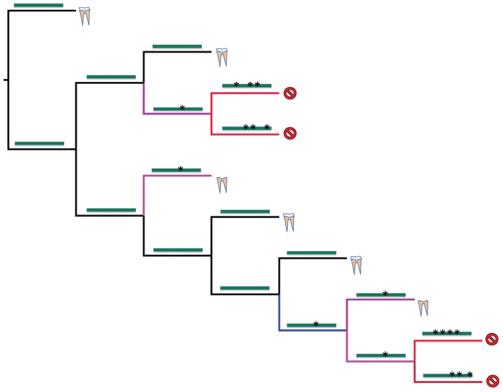 Hypothetical tree showing relationships of four toothed mammals (yellow and white components represent a full tooth), three enamelless tooth mammals (lack of white element represents loss of enamel), and four edentulous (toothless) mammals (slashed circle).