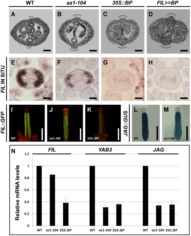 <i>BP</i> misregulation affects fruit morphology and expression of <i>JAG</i>/<i>FIL</i> activity genes.