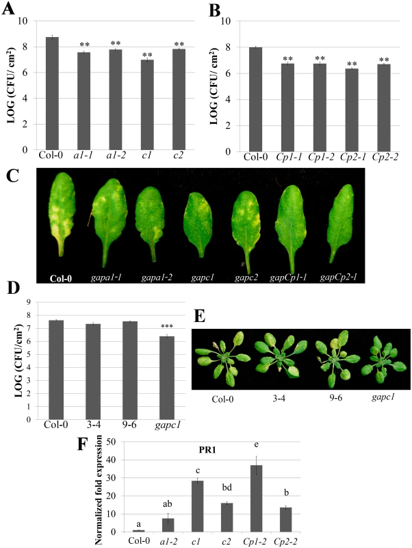 Individual <i>GAPDH</i> knockouts (KO lines) display enhanced disease resistance.