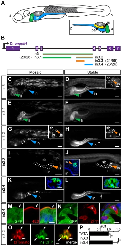 Non-overlapping regulatory modules within <i>angptl4</i> intron 3 confer liver, islet, and enterocyte-specific reporter expression.