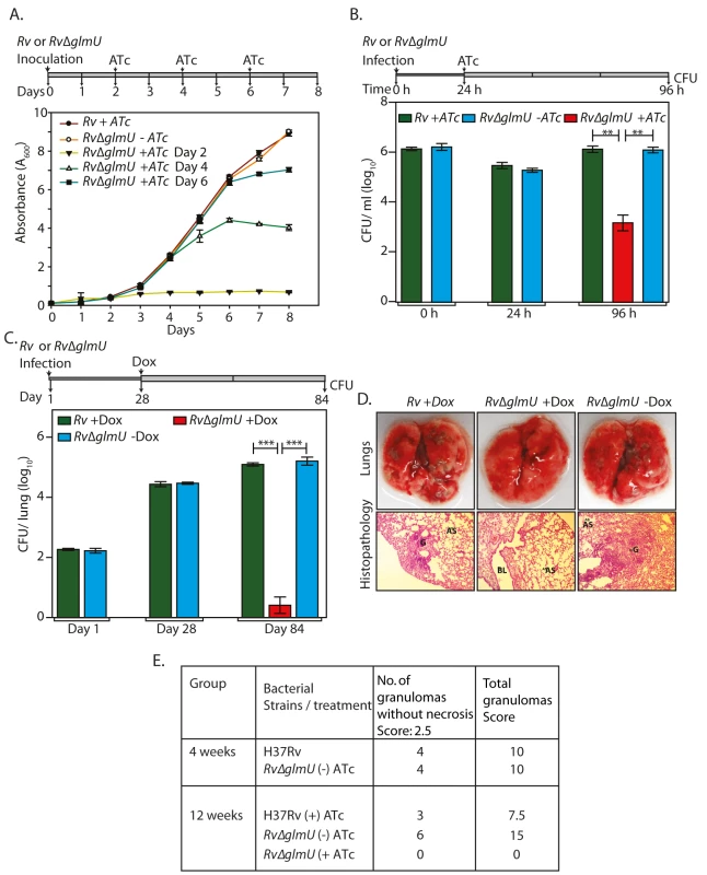 Depletion of GlmU<sub>Mtb</sub> from infected lungs leads to clearance of pathogen.