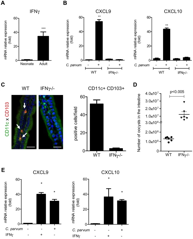 IFNγ plays a key role in the recruitment of CD103+DC during infection.