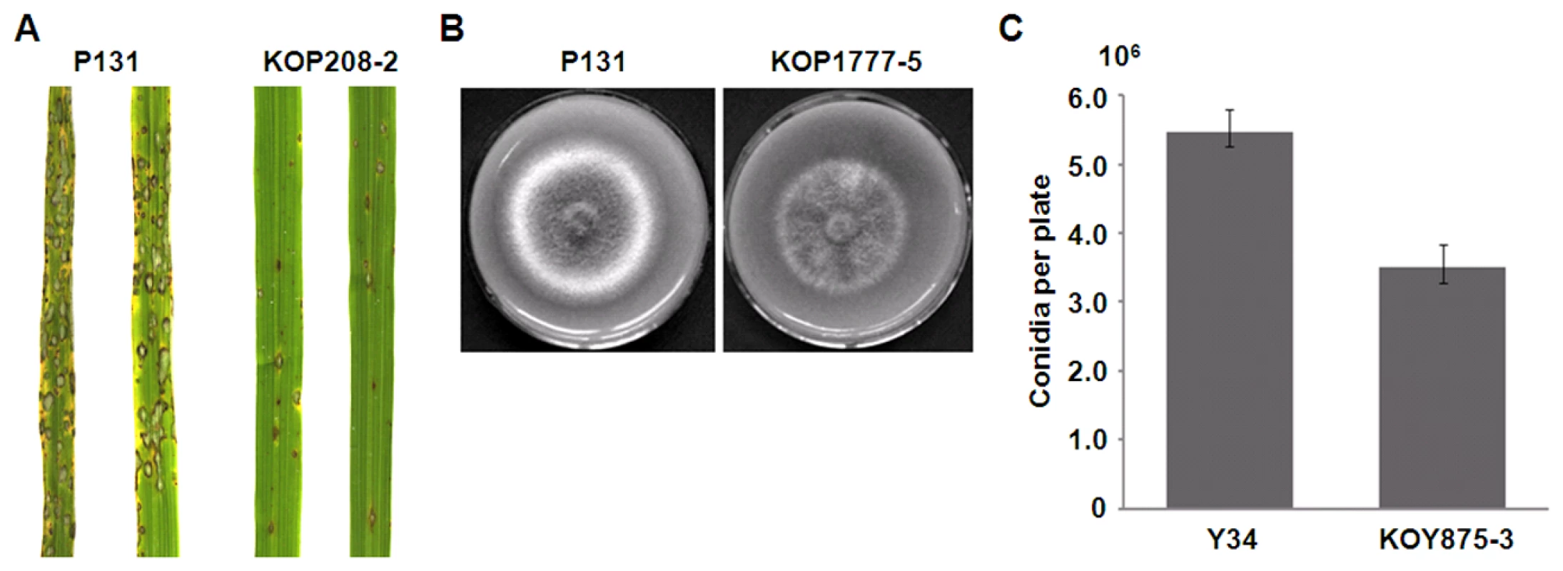 Functional analyses of isolate-specific genes.