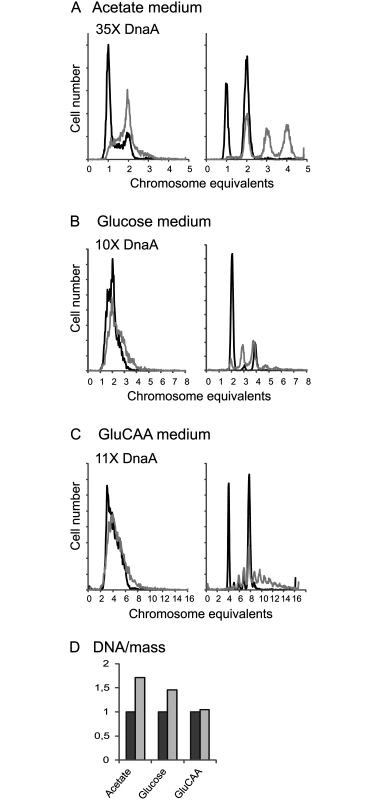 A large excess of DnaA protein changes the cell cycle.