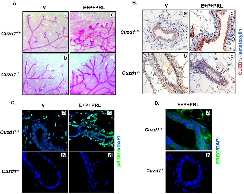 <i>Cuzd1</i><sup>(-/-)</sup> mammary glands do not undergo alveologenesis in response to hormone treatment.