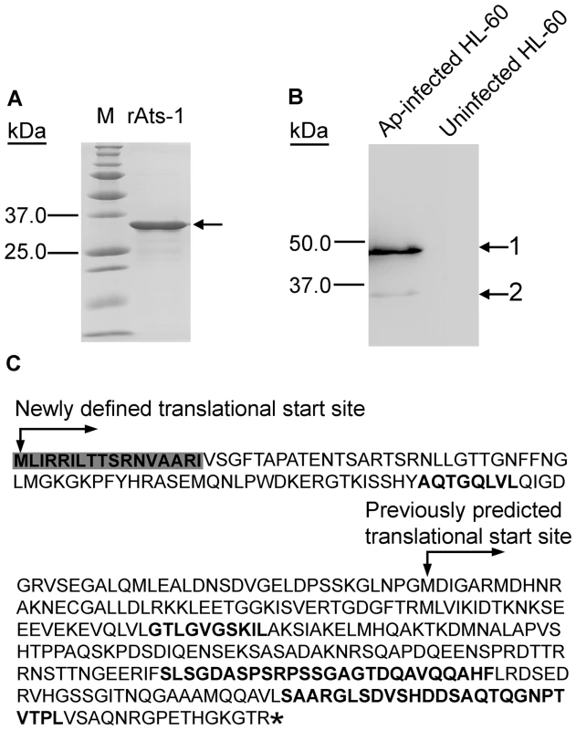 Expression of APH0859 in <i>Anaplasma phagocytophilum</i> and new annotation of <i>aph0859</i> ORF.